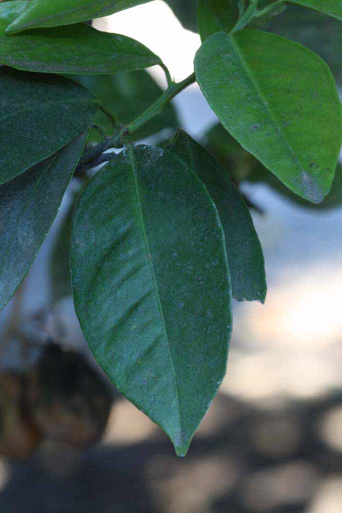              Unifoliolate leaf (Riverside, CA)       